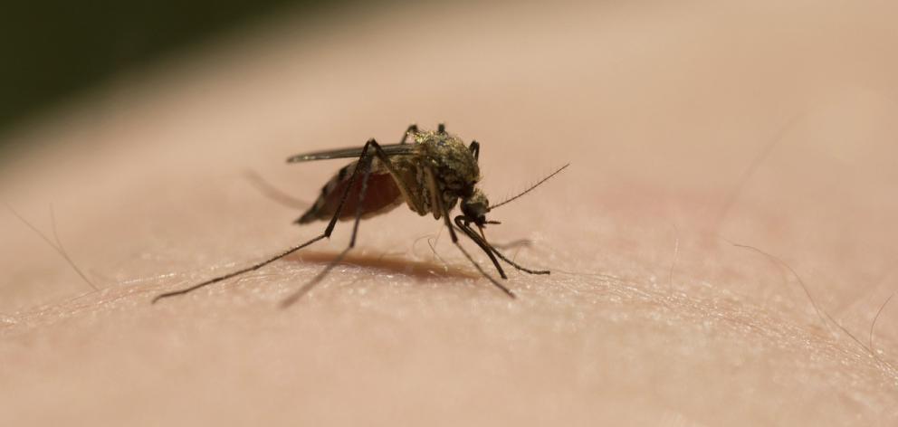 The WHO has said Botswana, Cape Verde, Comoros and Swaziland are on track to eliminate malaria by 2020, surpassing a goal set by Alma. Photo: iStock