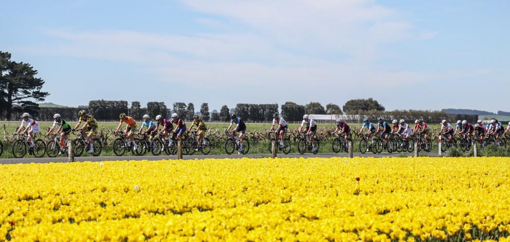 Tour of Southland cyclists pass a field of tulips near Edendale as they ride to Bluff.  PHOTOS:...