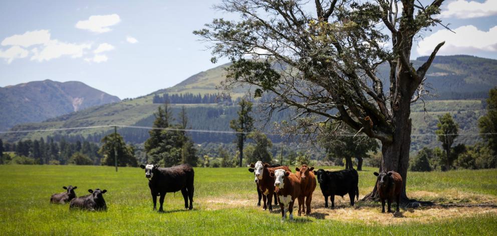 The government has pressed pause on freshwater farm plan. Photo: RNZ / Nate McKinnon (file)