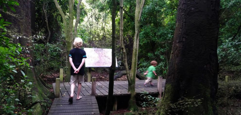 Thwe Riccarton Bush walk. Photo: Christchurch City Council