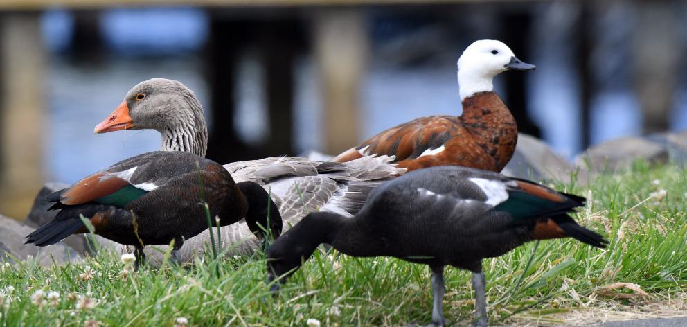 The sordid affair between a goose and a paradise shelduck in Broad Bay has come to an end. PHOTO:...