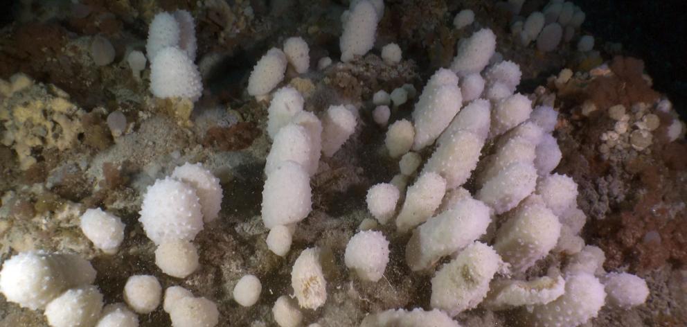 An apparently new species of sea squirt, which has been found on a reef near Stewart Island. 