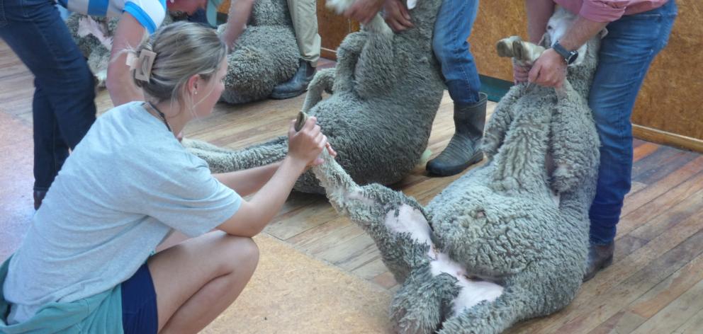 Central Otago Stud Merino Breeders junior judging competition runner-up Sophie Wright, of...
