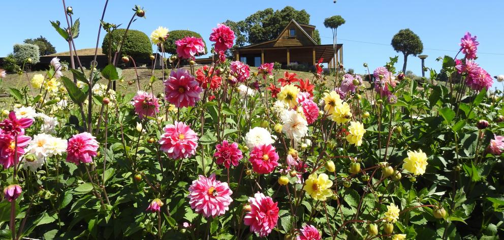About 4600 dahlias have been grown from seed.