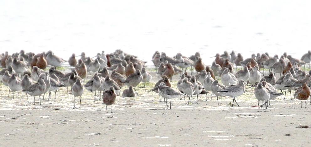 The godwits make the 14,000km journey to Alaska each year. Photo: Supplied