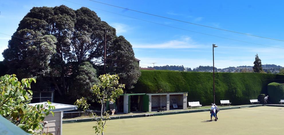The rātā (left) which towers over the Roslyn Bowling Club’s green is one of 12 Dunedin trees...