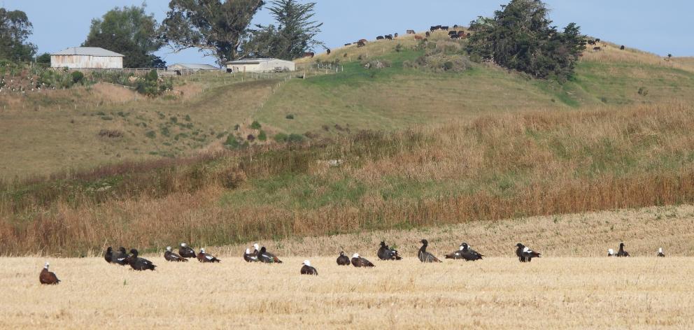 A couple of dozen Paradise shelduck rest in crop stubble on a Thousand Acre Rd property just...