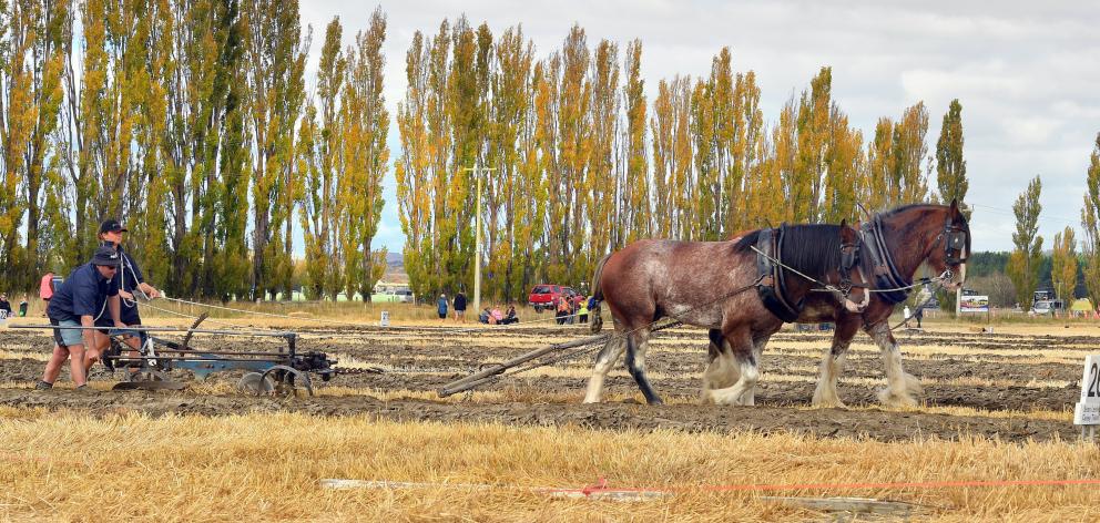 Event organiser Sean Leslie and Casey Tilson competing in the horse ploughing section. PHOTO:...