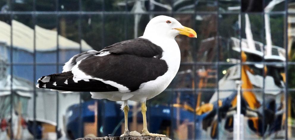 A southern black-backed gull (karoro) reflects on its surroundings in the Otago Harbour steamer...