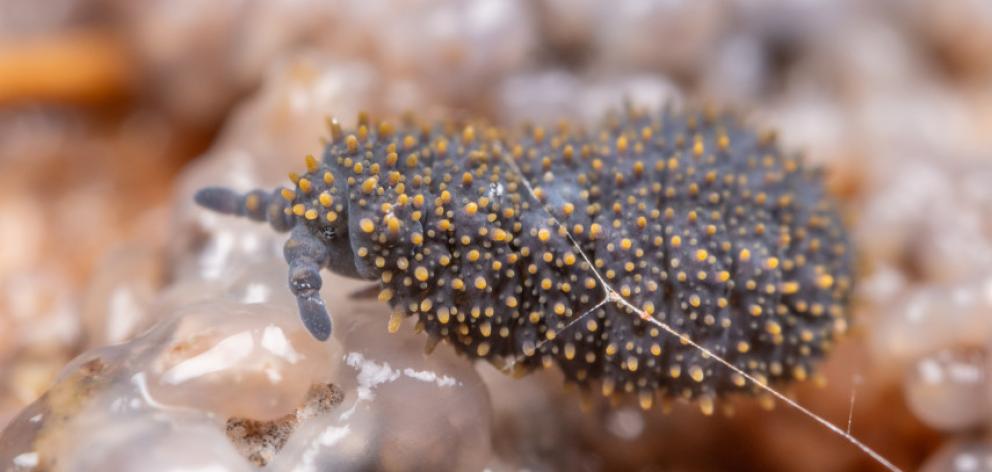 The unmistakable sight of a giant springtail. Photo: Christchurch City Council