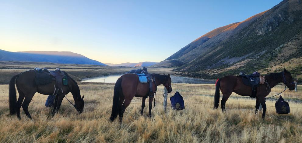 Horses enjoy an early morning meal on the Goldfields Cavalcade Les Beattie Horse Trail to Twizel,...
