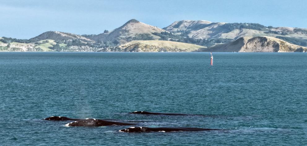 A pod of seven southern right whales make themselves at home in Otago Harbour yesterday. PHOTO:...