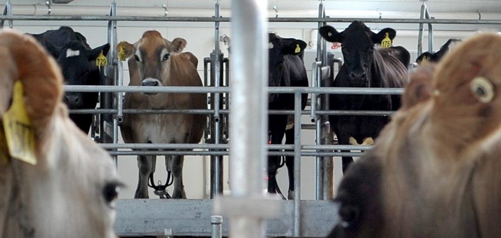 Some things change ... Cows will still need to be milked in 2050. PHOTO: GETTY IMAGES/ISTOCKPHOTO...