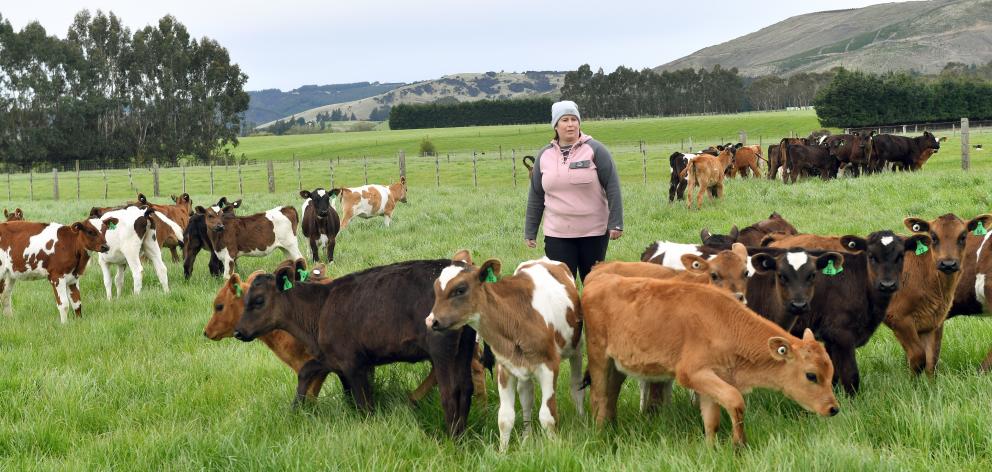 Waihola farmer Louisa Sahin and her calves are recovering following Thursday’s storm.