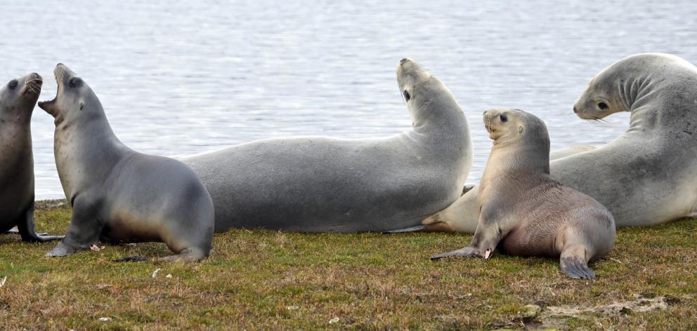Sea lions pictured at Hoopers Inlet last month. PHOTO: GERARD O’BRIEN