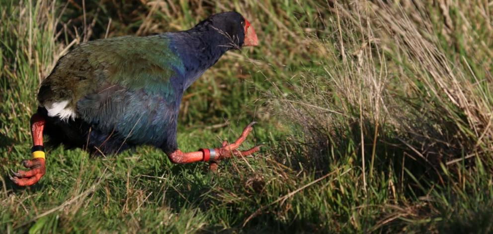 Takahē get out to explore their new home at the base of Farewell Spit. PHOTOS: DOC