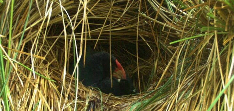 The chicks are believed to have wandered away from their nest. Photo: Orokonui Ecosanctuary