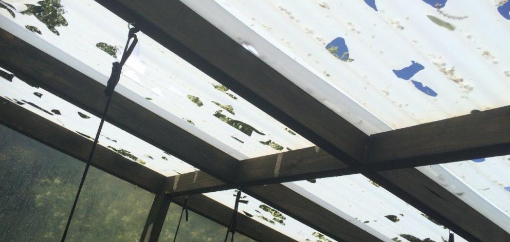 Heavy hail punched through the ceiling of Simon Kemp's greenhouse in Timaru. Photo: Simon Kemp