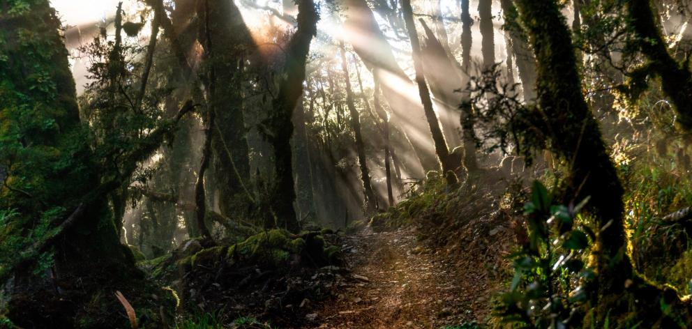 Sunlight filters through the bush, turning a section of the Paparoa Track gold. PHOTO: TOM...