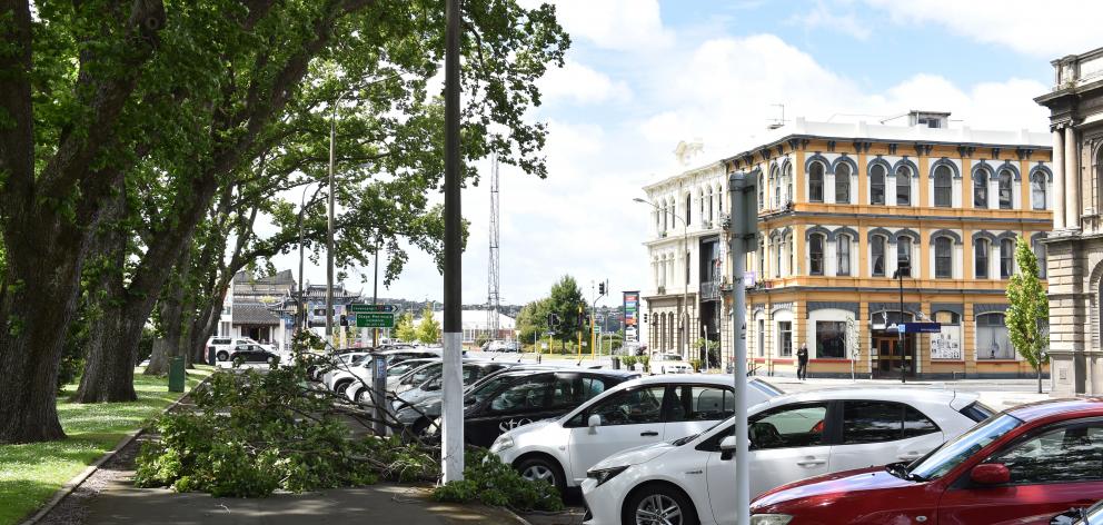 Another tree in Queens Gardens has fallen onto a car after strong winds today. Photo: Gregor Richardson Another tree in Queens Gardens has fallen onto a car after strong winds today. Photo: Gregor Richardson