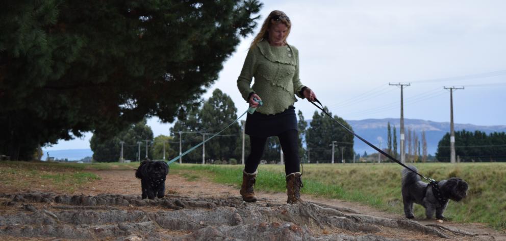 Debbie Nehoff, of Levin, walks dogs Ali (left) and Klaus over exposed pine tree roots on...