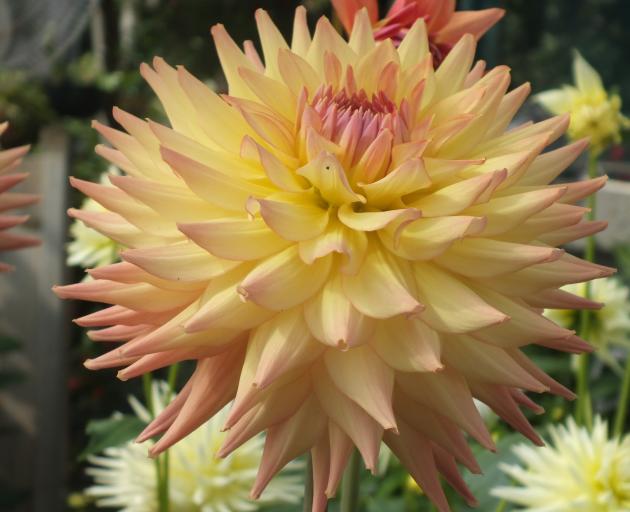 Dahlias and perennials are slowing down and will soon need to be cut back for winter.