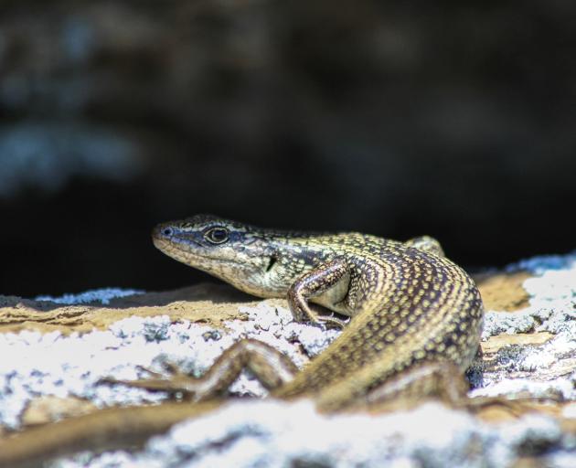 A grand skink eyes me up from the mouth of its crevice retreat. Photo: Anna Yeoman 