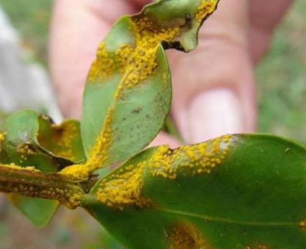 Myrtle rust is a fungus. Photo: ODT files 