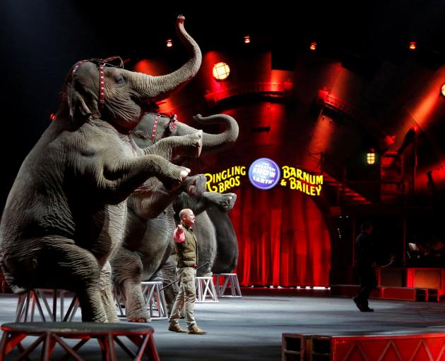 Elephants perform at the circus last year. Photo: Reuters 