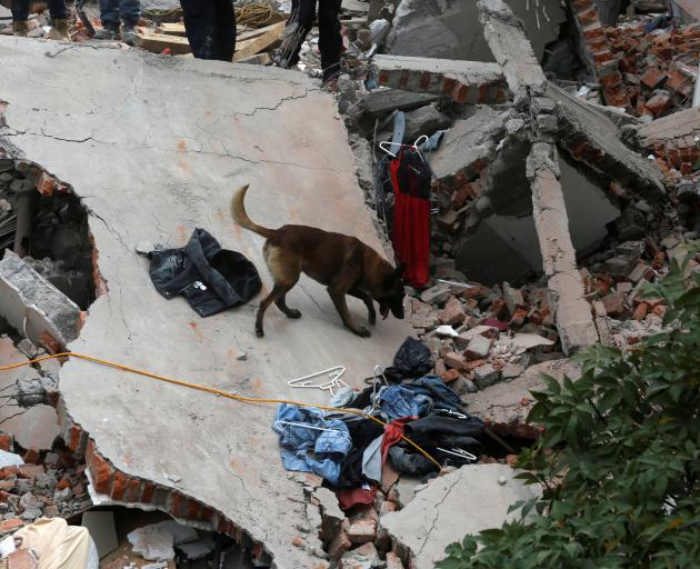 A rescue dog searches for people in Mexico City. Photo: Reuters 