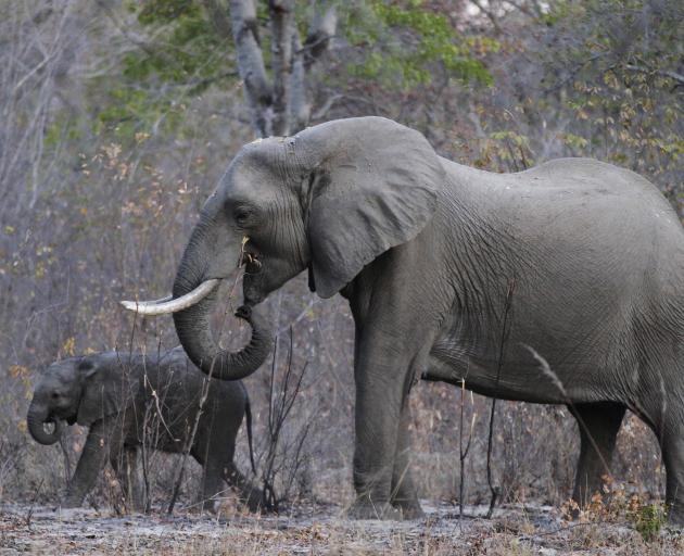 Africa's elephant population plunged by about a fifth between 2006 and 2015 because of increased poaching for ivory, the International Union for Conservation of Nature says. Photo: Reuters 