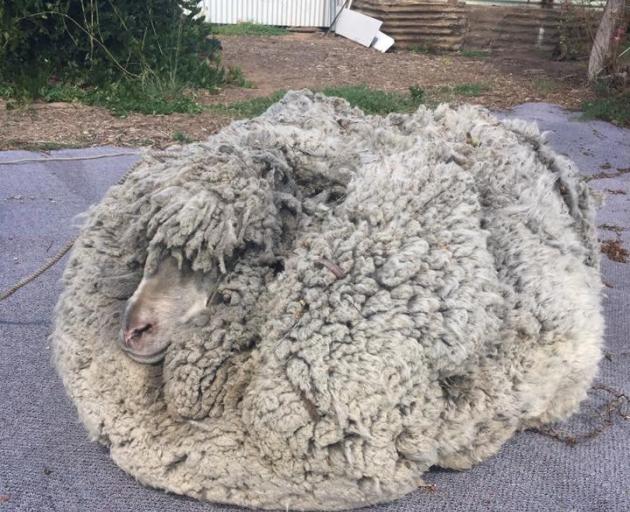 Some 30kg of wool was shorn from the sheep. Photo: Graeme Bowden via Reuters