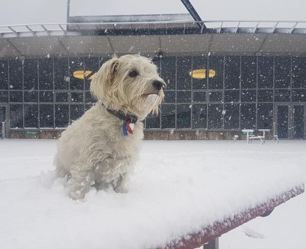 Oscar, Coronet Peak’s unofficial mascot. Photo: supplied  