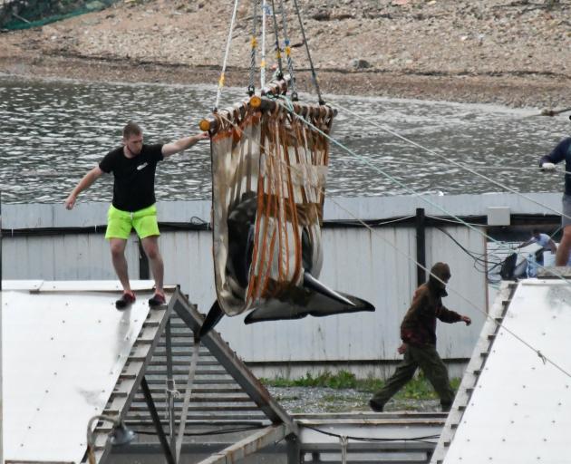 Orca whales are being released from a  facility in the Primorsky region. Photo: Reuters 
