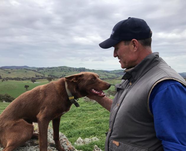Australian sheep and wool producer Dave Young and his working dog Bill on the farm in New South...