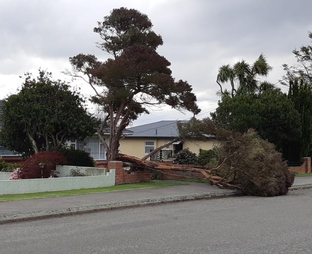 A tree lies blown over in Eden St, Oamaru, after strong winds hurtled through Otago and Southland...