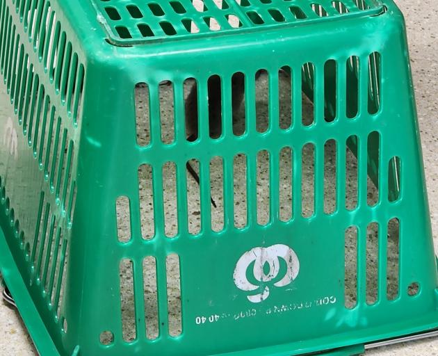 A rat trapped in an upturned shopping basket.