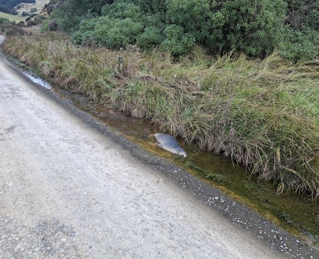 A five-month-old female sea lion/pakake pup was found dead on a coastal Dunedin road with...