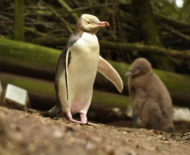 The  Hoiho, or yellow-eyed penguin was voted top bird this year. Photo: ODT files 