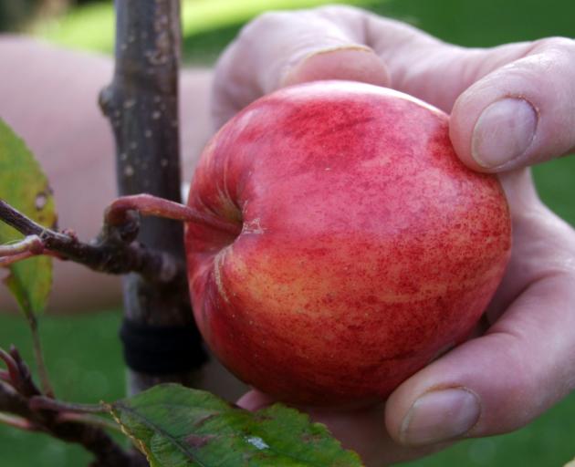 Apples will separate easily from the branch when they are ripe.