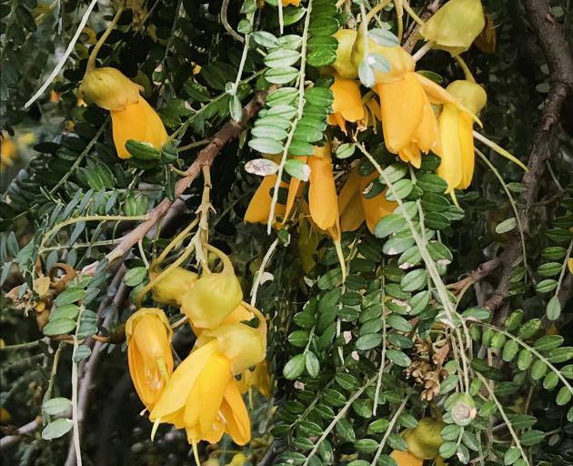 Sophora molloyi Early Gold is one of the first to flower.