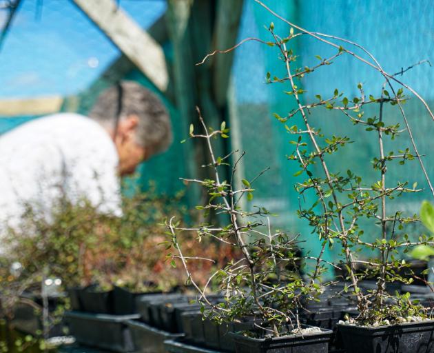 Volunteer Jo Wilson helps raise locally-sourced plants at Haehaeata nursery, 
...