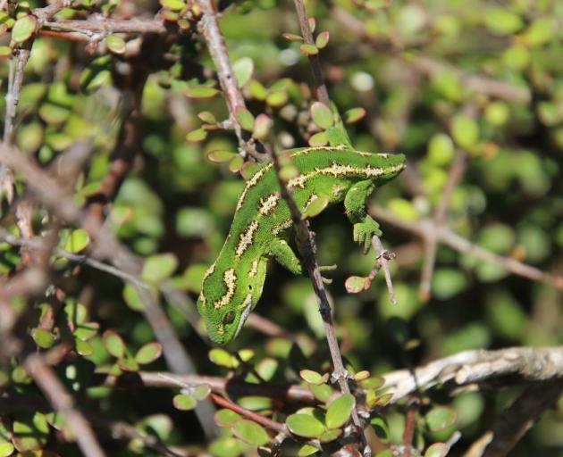 You may have spotted that this gecko doesn’t have a full tail! This was a natural event that had...