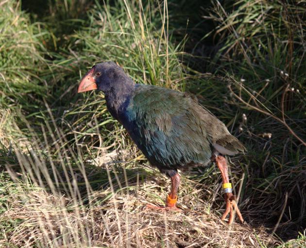 The next generation: Kotahi’s chick Arnot, at Burwood.