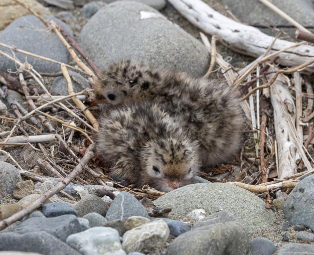 Tarapiroe (black-fronted tern) chicks are in danger from vehicles being driven up the Ashley...