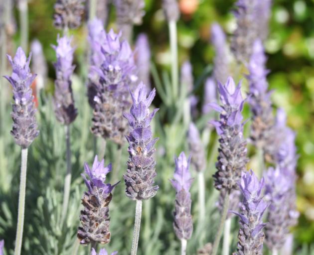 Lavender is easy to propagate from seeds and cuttings. Photo: Gillian Vine