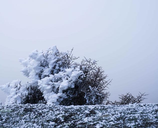 Coprosma have evolved to survive the hoar frosts and sub-zero temperatures of the Central Otago...