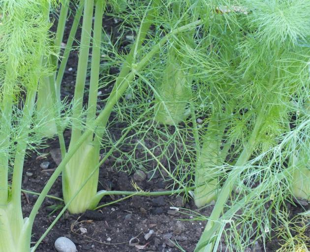 Florence fennel is one of Bevan Smith’s favourite vegetables.