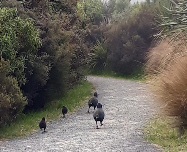 The family exploring the sanctuary. PHOTO: NOELENE GLASS
