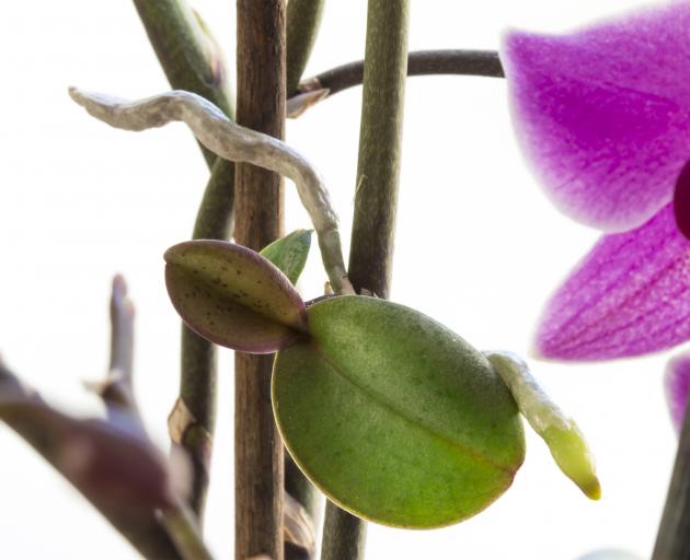 Orchid keiki or offshoot growing on a stem.